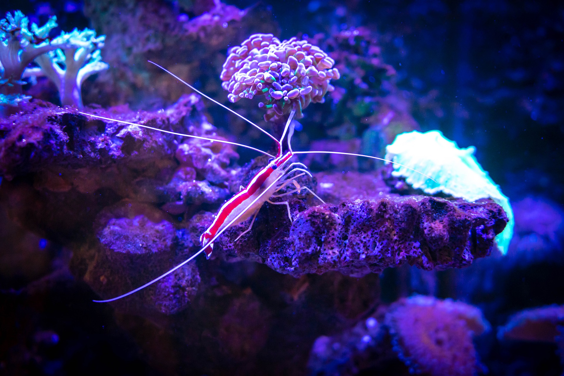 Krevety nemají rády malé prostory, měly by mít velké akvárium - akvárium s krevetami, které je zároveň krásnou bytovou dekorací.